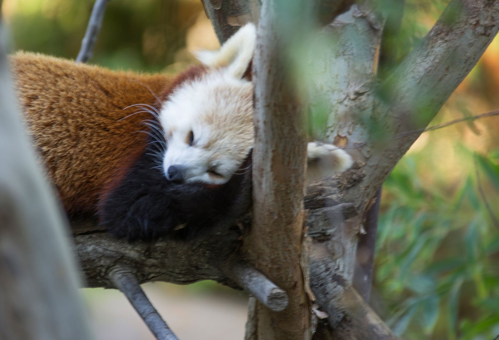 San Diego Zoo Part I 170